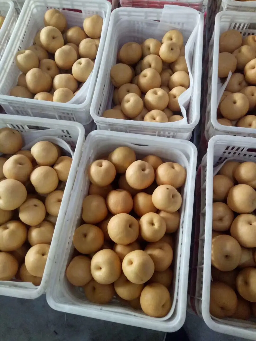 Sell High-Quality Fresh Natural Fresh Fengshui Pear