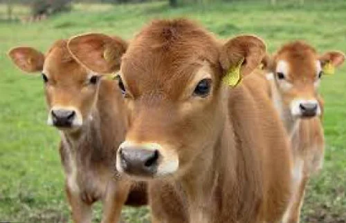 Jersey cows