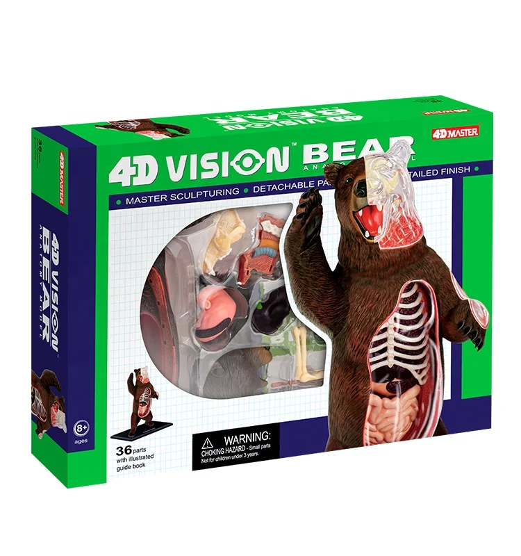 4D Master Educational STEM Biology Figure 4D Vision Wild Jungle Bear Animal Teaching Learning Anatomy Model Plastic Assembly