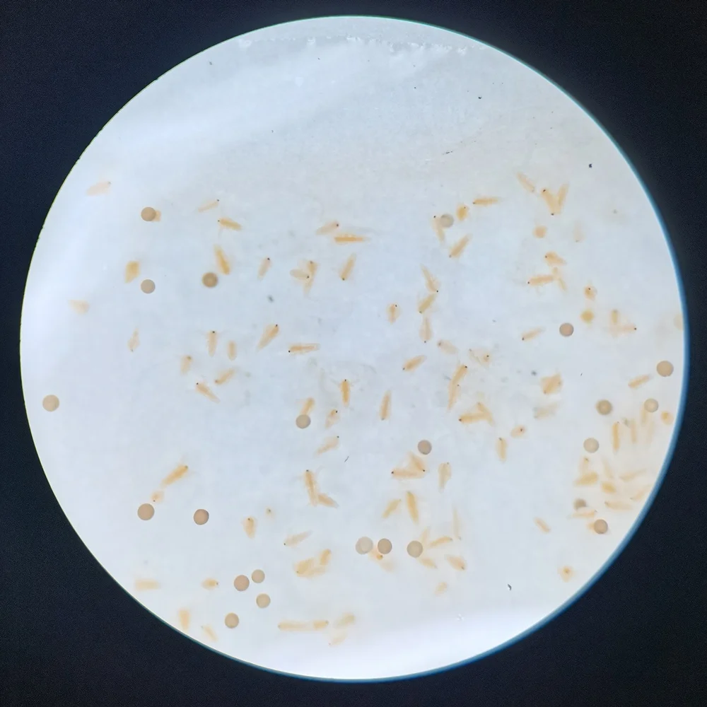 hot sale brine shrimp eggs for baby shrimp feed
