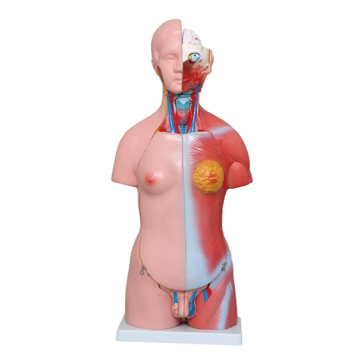 Factory  Human Torso Anatomy Model medical anatomical model medical science  Mannequin Medical Science 42CM Torso 23Parts Torso
