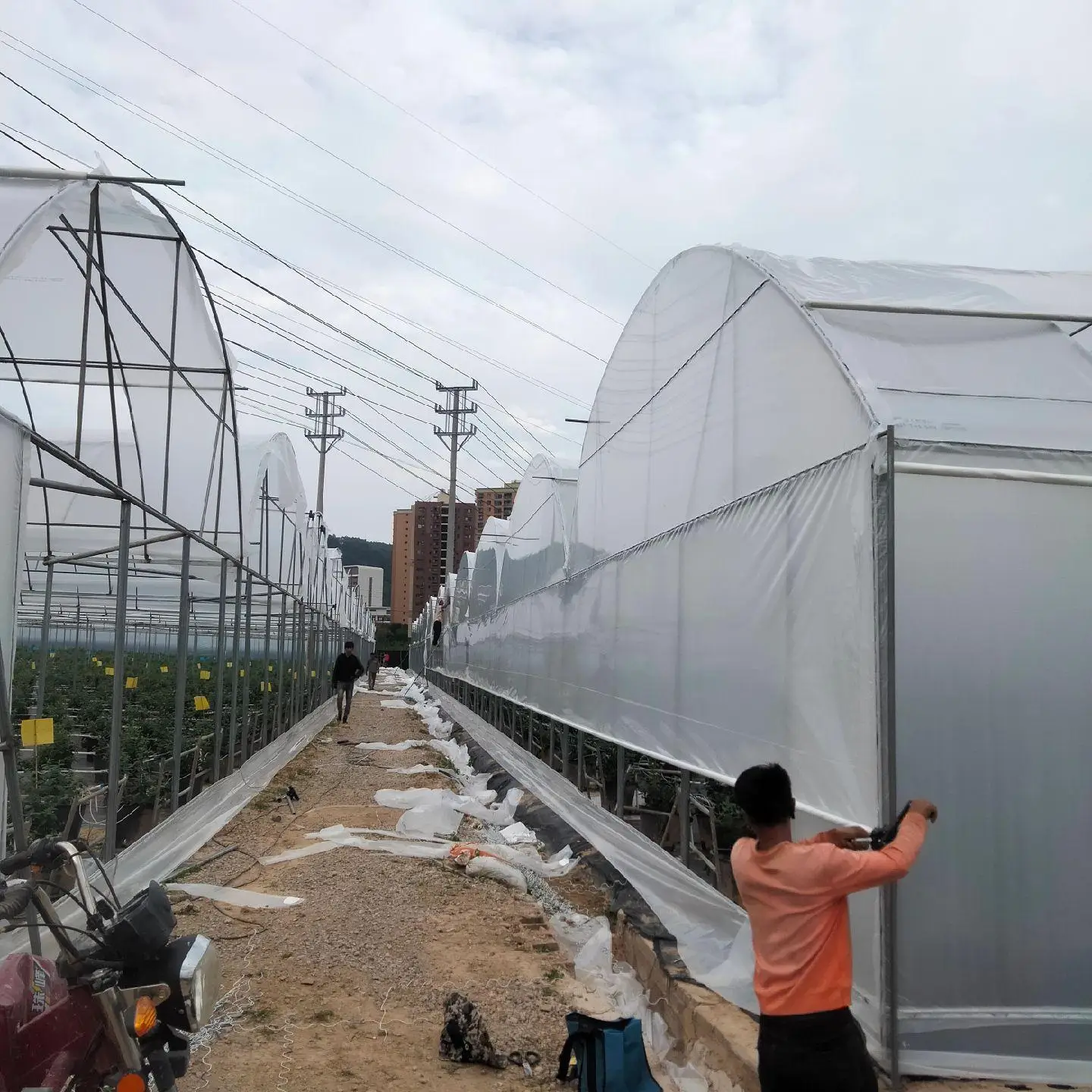 Agricultural Multi Span Plastic Po/PE Film Greenhouse for Vegetables with Cooling/Heating System