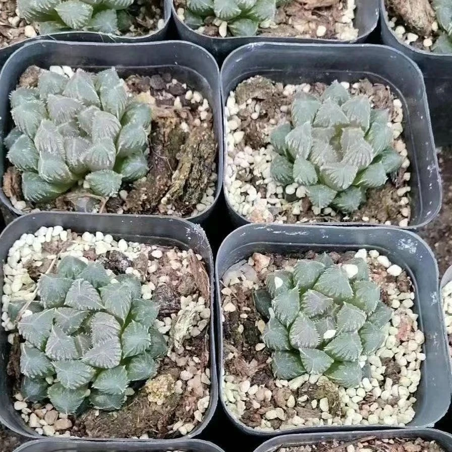 3-5cm Live Plant Haworthia Red Rock Decor for Nursery Real Natural Indoor Outdoor Plants