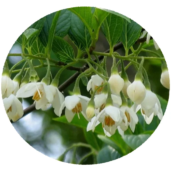 Высококачественные крупные партии семян Styrax Grand Flora, высокая степень прорастания для ландшафтных растений, семена деревьев