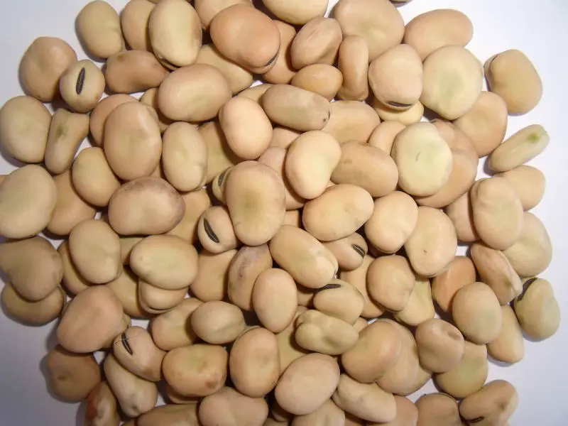 
Whole hulled split Broad Beans / fava beans / faba beans without insects 