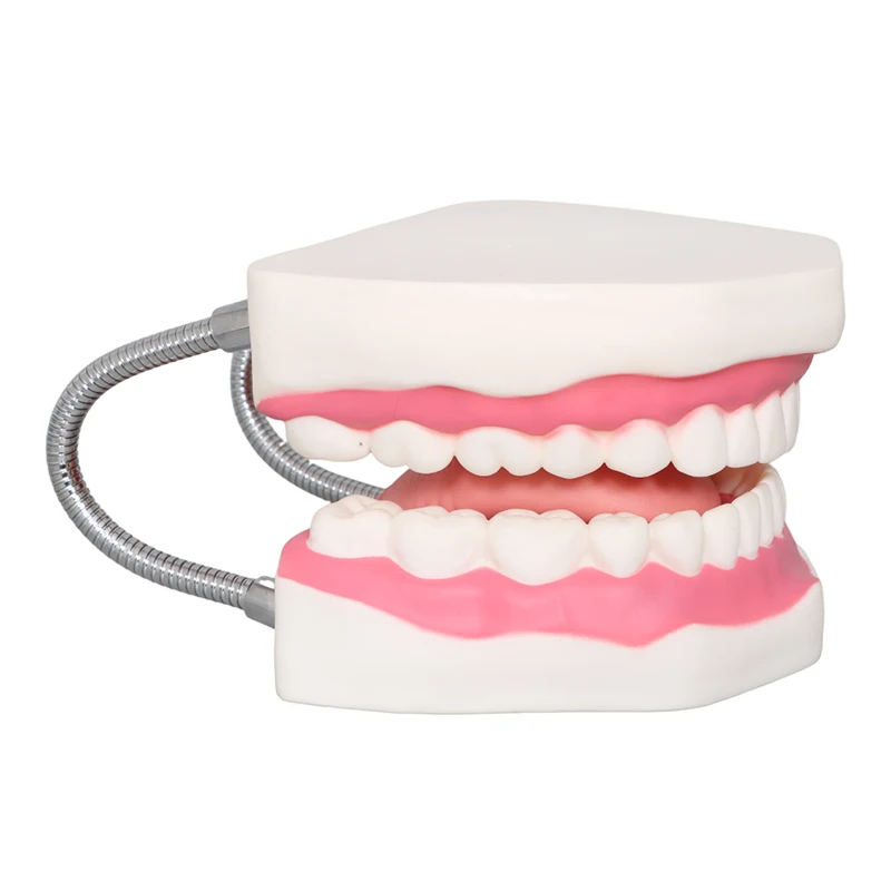 Factory Dental Demonstration Models, Teeth Care Model With Brush Teaching resources