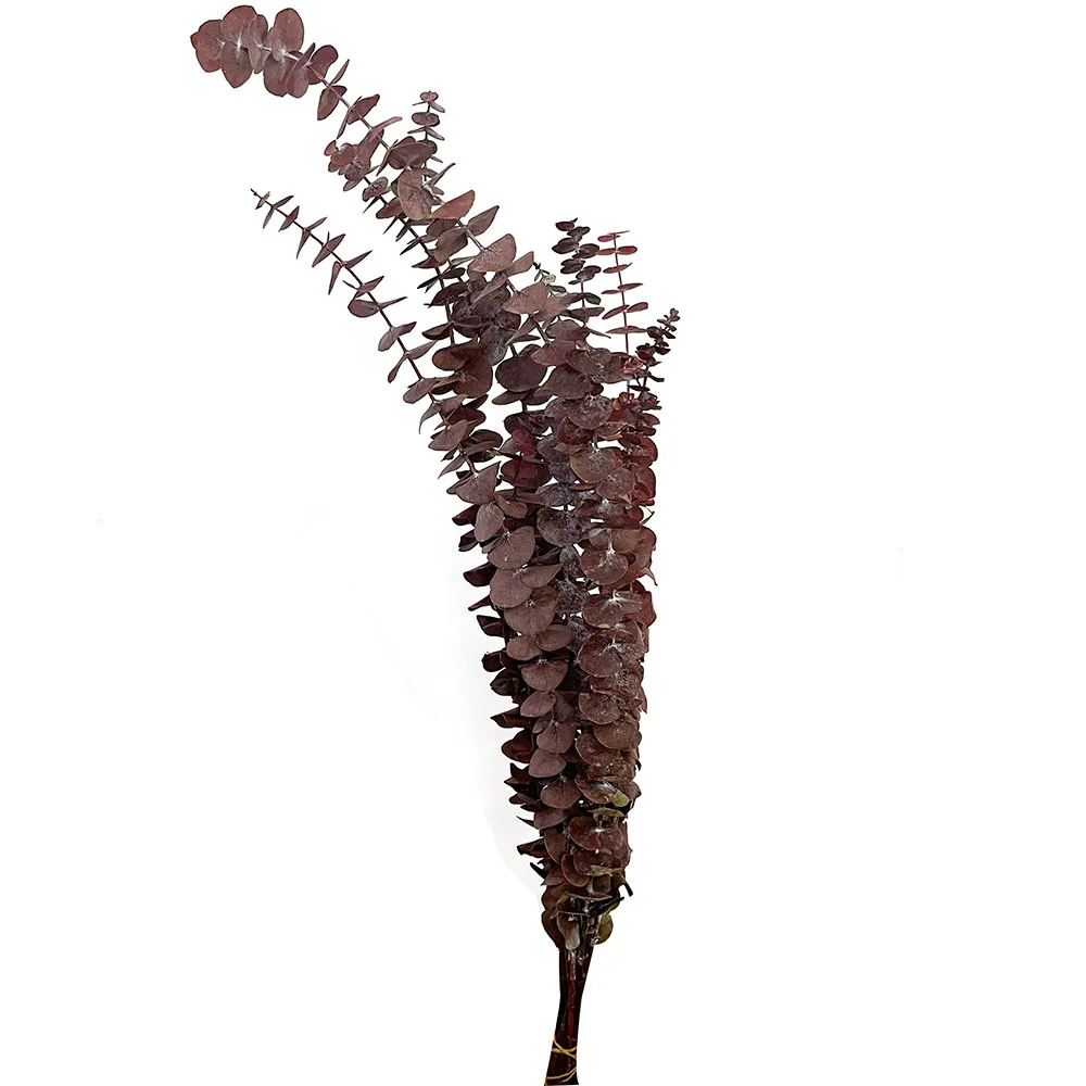 Wholesale decorative flowers Preserved  Dried flower  Everlasting Plants dried eucalyptus leaves Preserved Eucalyptus leaves