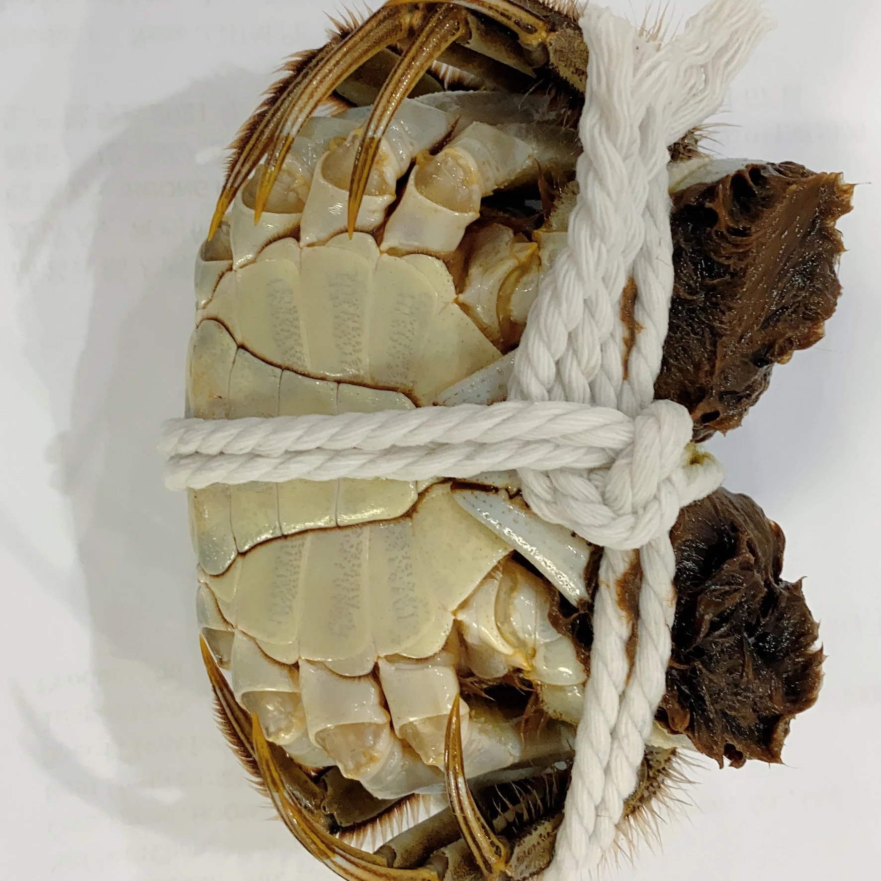 Legs King Style Crab Packaging Weight Shelf Muscle Origin Cutting Type Life Variety ISO Fresh Place Model HACCP Months HALAL