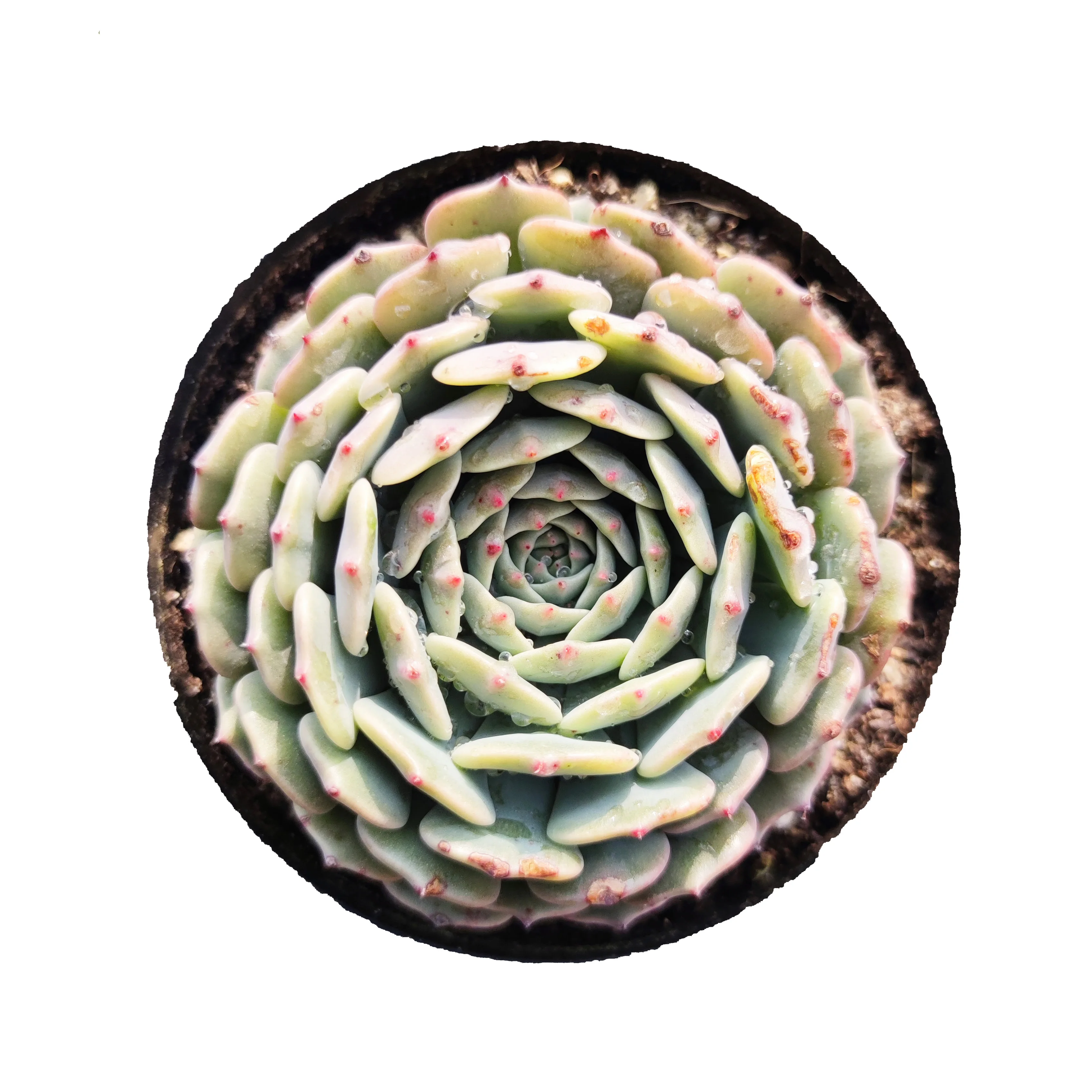 Farm direct high quality wholesale echeveria live succulent plants for indoor decoration