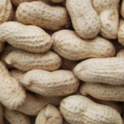 Red peanut blanched peanut kernels Bold Peanuts Blanched Peanuts Raw Peanut in Shell