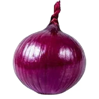 new crop Best Fresh Onion with good price yellow onions and red onion fresh for export