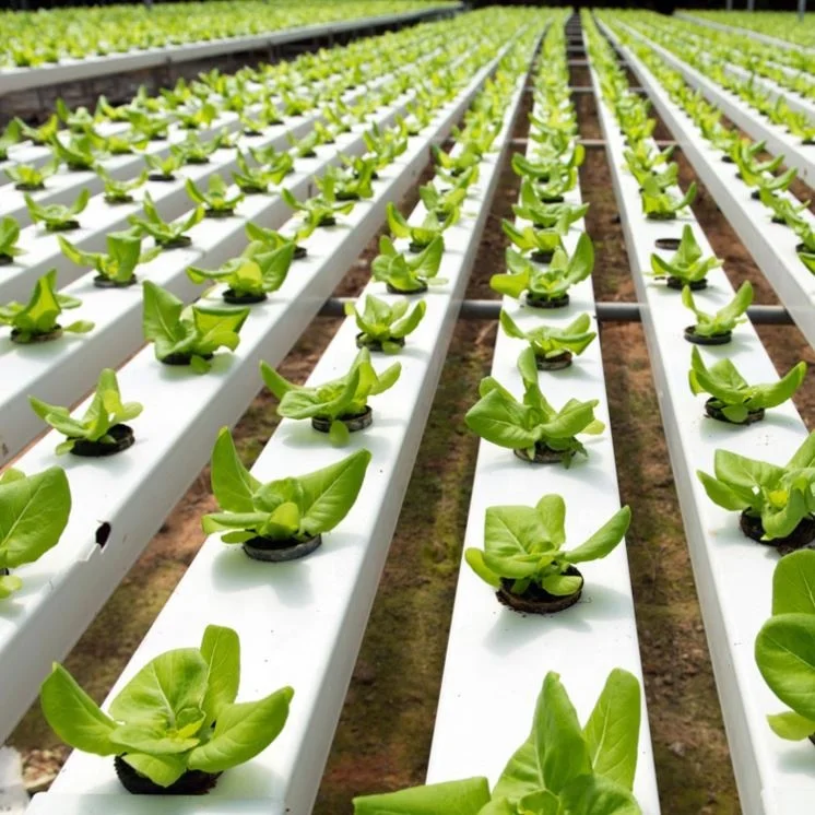 Hydroponics Nft Channel System Agriculture Greenhouse NFT Gully PVC Gutter