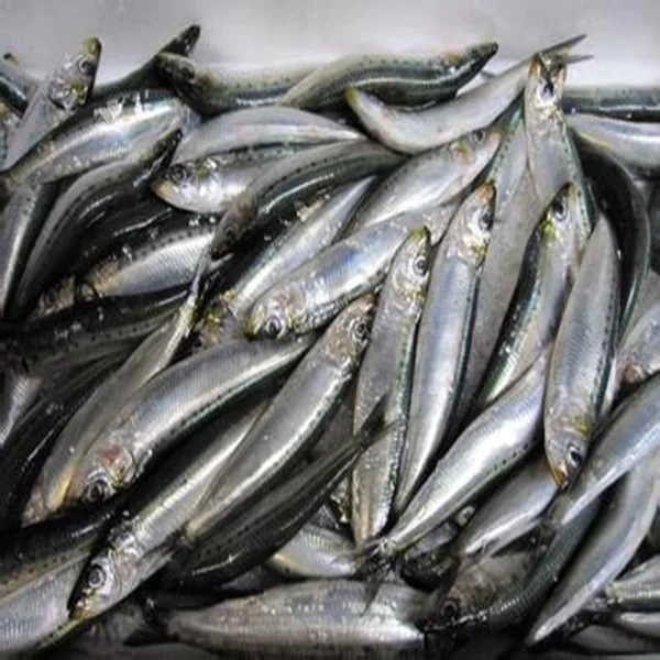 Good quality frozen sardine bait tuna fishing