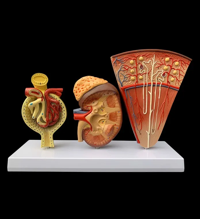 Medical science teaching resources human anatomy Anatomical Human Organs Kidney Nephron And Glomerulus Model