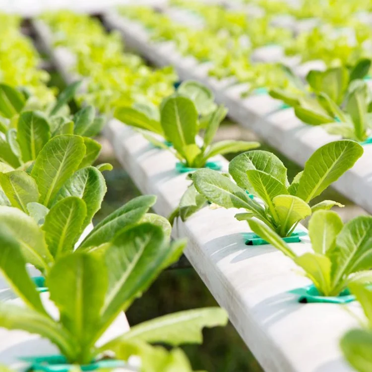 Greenhouse High Quality NFT Tubes Growing System Hydroponic PVC Pipe Vertical Channel for Selling