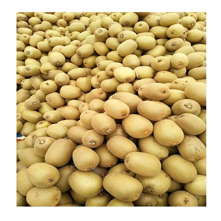 Factory Price Wholesale top grade Fresh Kiwi Fruit For Export