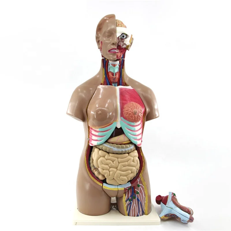 Модель человеческого торса в натуральную величину, анатомическая модель человеческого тела
