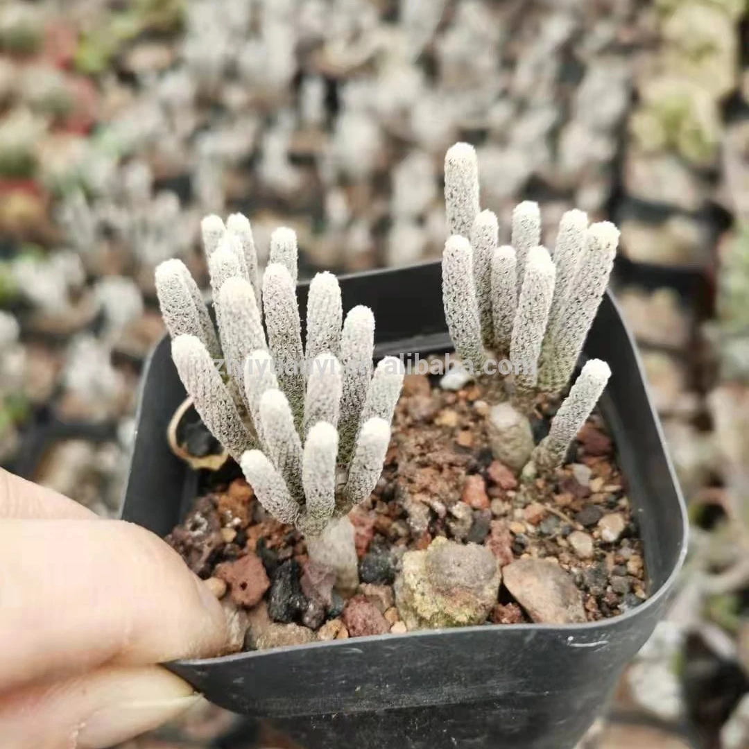 
Wholesale cactus natural plant live woody plants indoor cactus mini bonsai 3 pcs in one pot 