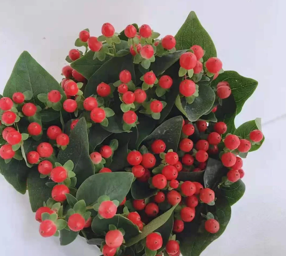 fresh cutting flowers hypericum by Yunnan flower fields directly