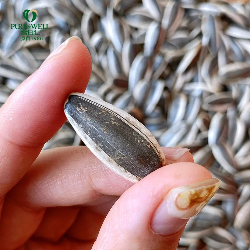 Top quality sunflower seeds 363 hot selling new arrival sunflower seeds kernels