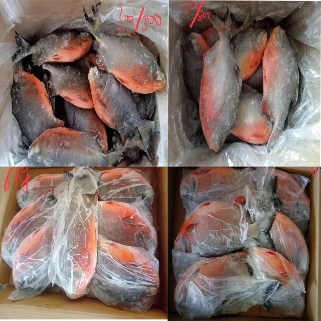 Замороженная рыба от поставщика свежий красный помад красная