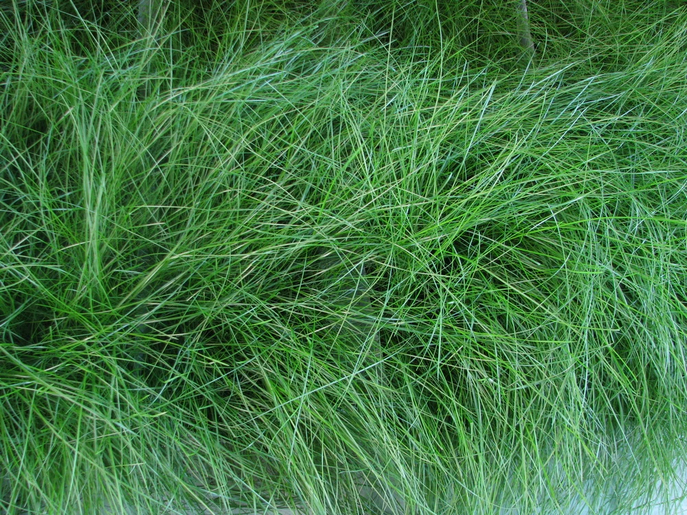 
Pressed peat moss slabs for landscaping 