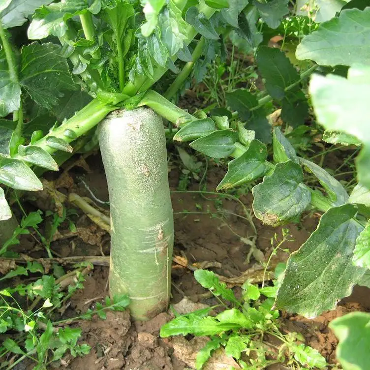 Свежий китайский редис, высокое качество и конкурентоспособная цена, зеленый редис, экспорт свежих овощей