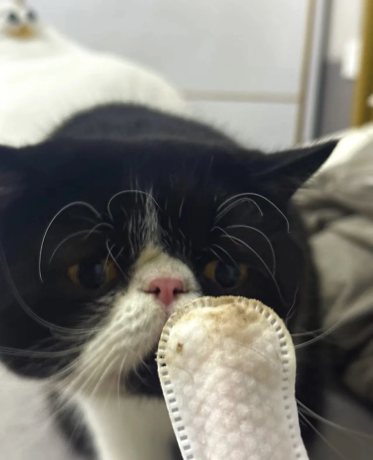 Disposable PET Cleaning Gloves PET SPA Gloves