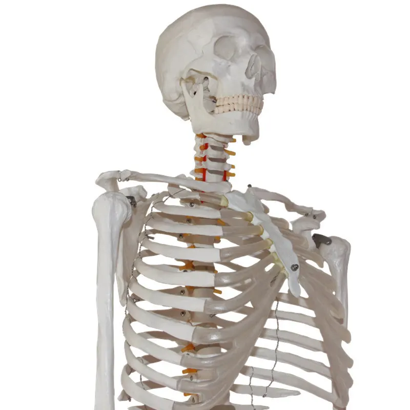 Standard Naturally large detachable height 175cm Human Skeleton Model Material PVC