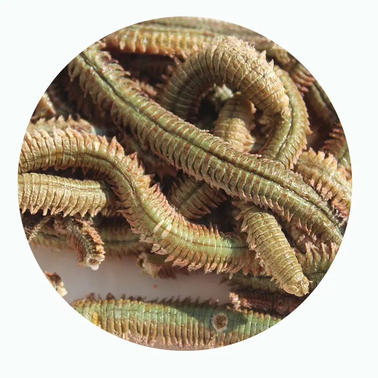 Dry Lugworm Shrimp Blood worm Fishing Bait Lure for Sea Fishing