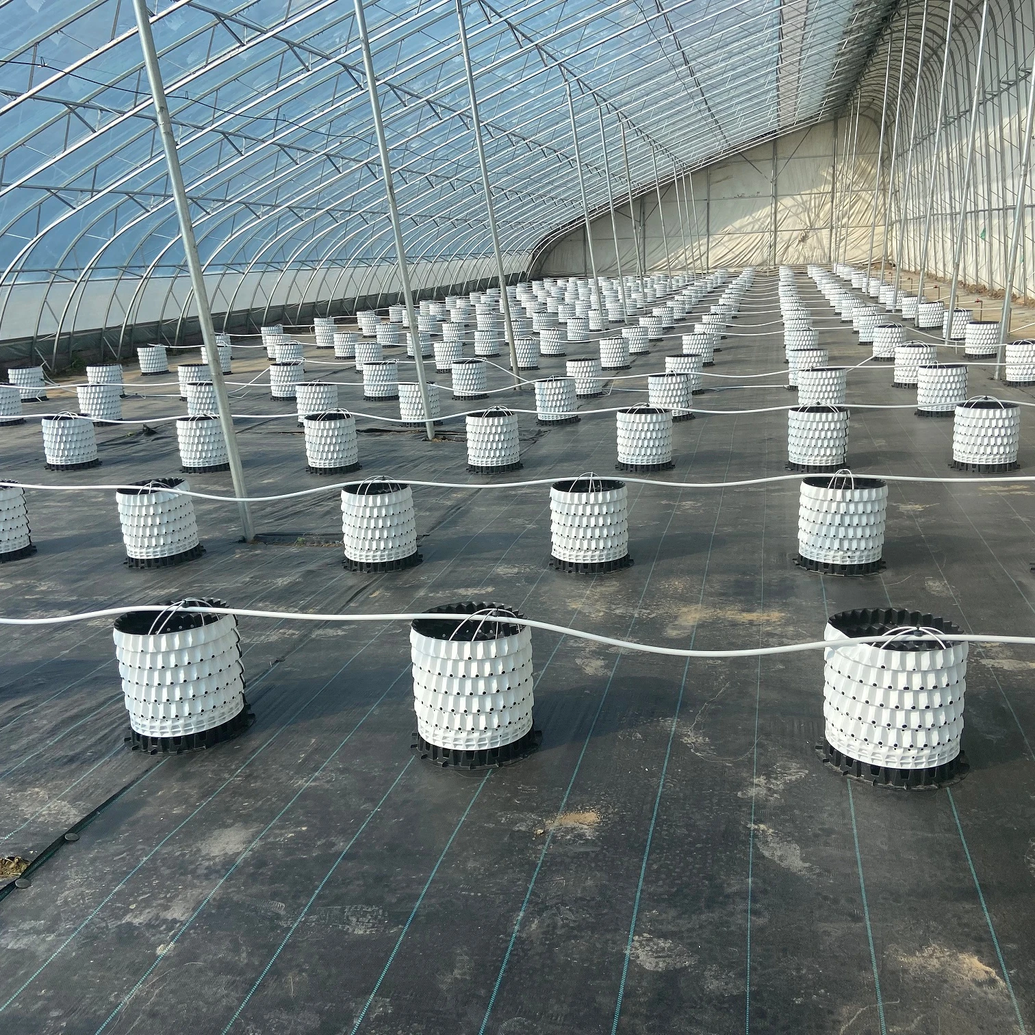 BOYUN-Substrate culture planting pot are used for blueberry cultivation