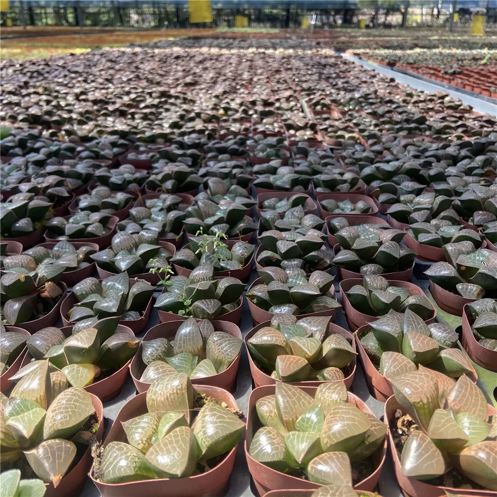 Прямая продажа, About7cm красные живые растения, суккуленты, живые растения оптом для комнатных и уличных бонсай растений