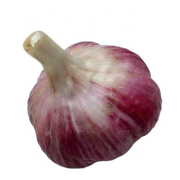 
China Normal White Garlic 