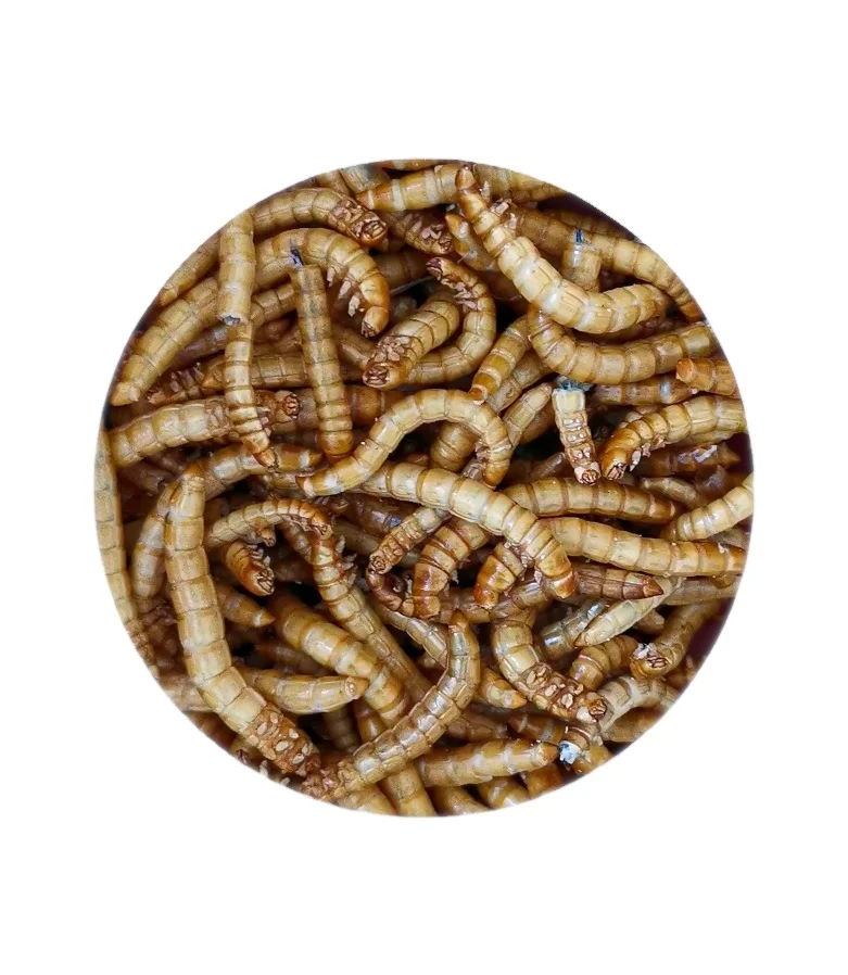 Support customized high-nutrient, high-protein freeze-dried mealworms for birds