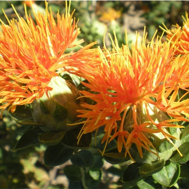 100% Pure Natural Organic Safflower Seed Oil For cooking skin care