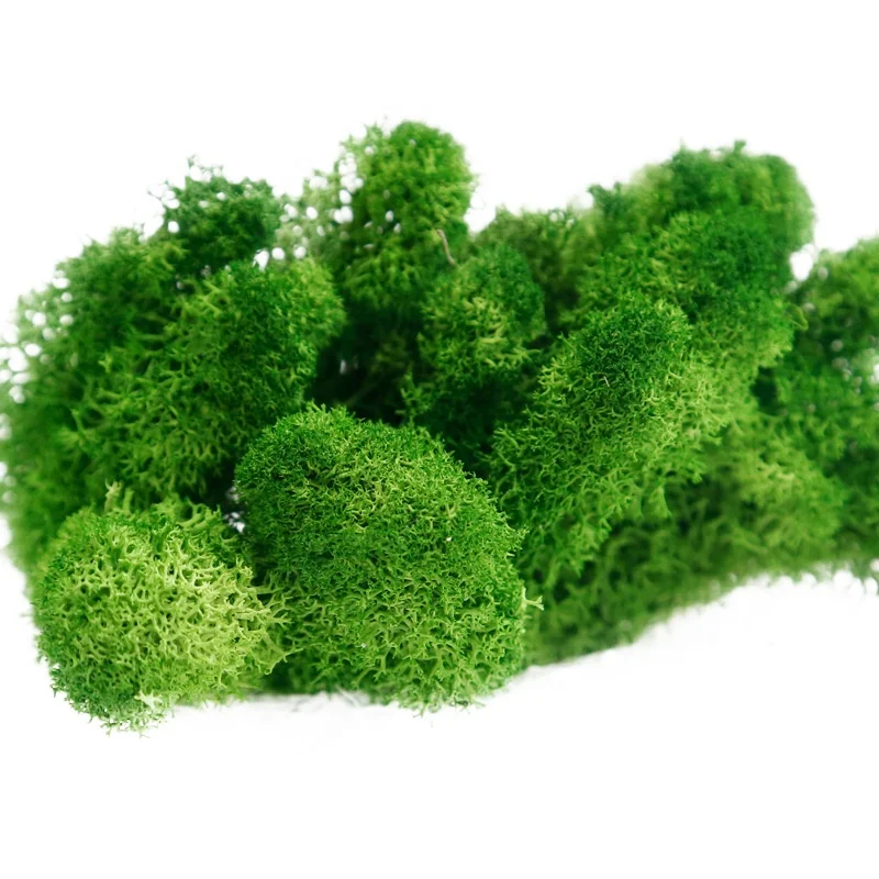 Preserved Stabilized Reindeer Moss Natural Green Plants for DIY flower arrangement