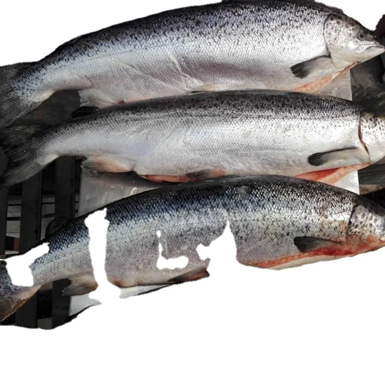 Fresh Frozen Atlantic Salmon Fish, Salmon Fillets Wholesale Supplier
