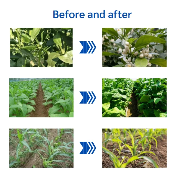Укоренения регулятор PGR CPPU KT-30 Forchlorfenuron