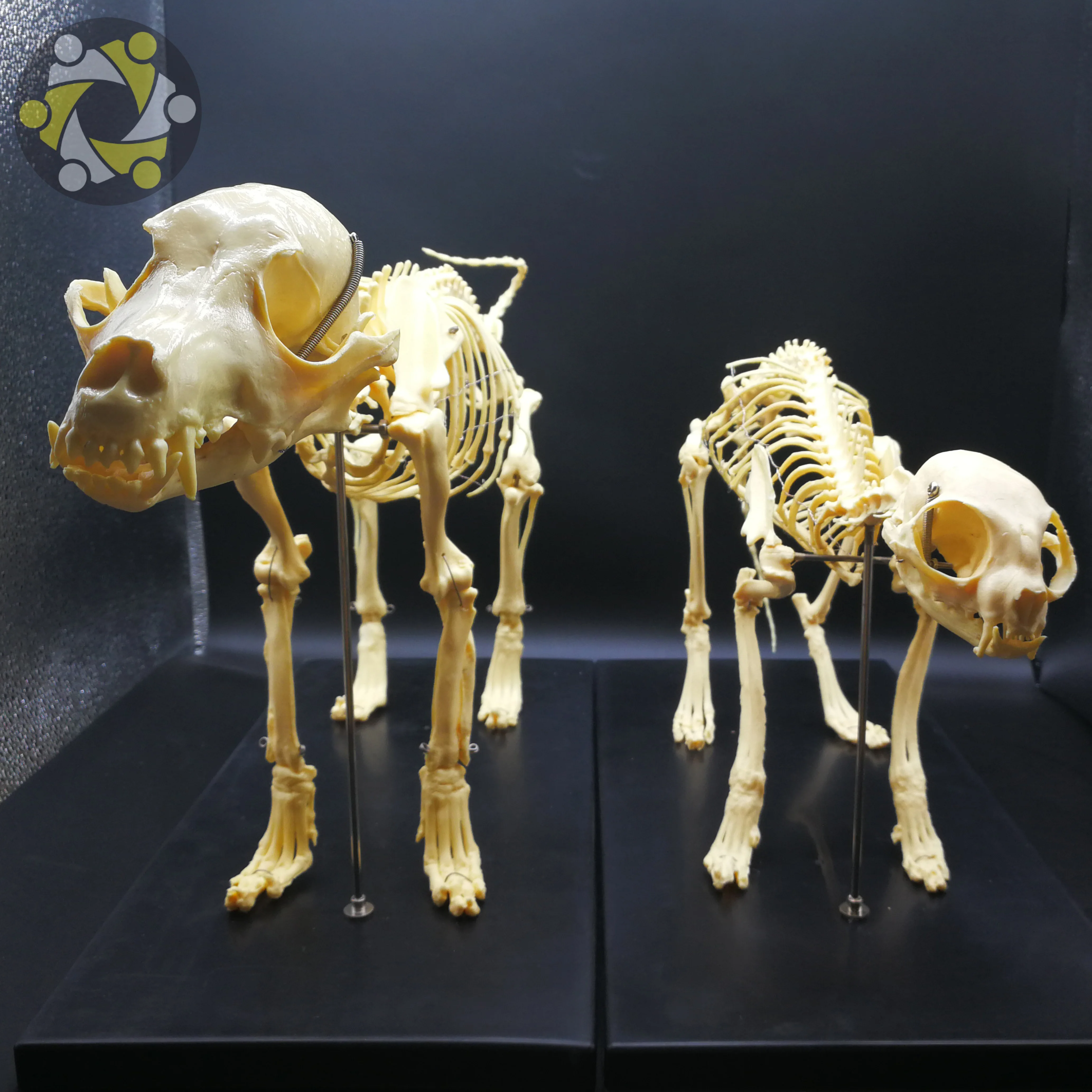 Medical Science Animal Canine Cat Skeleton Model for Medical Teaching