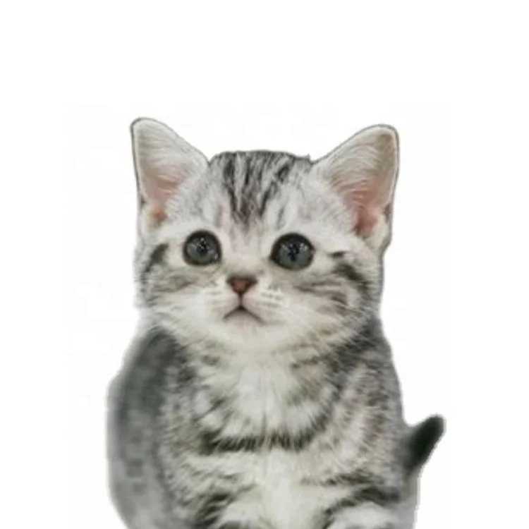 Wholesale Pet Food Animal Treats Full Nutrition Rich Dry Happy Cat Food