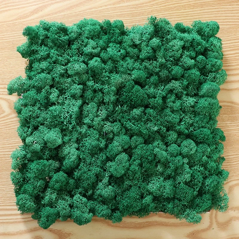 Factory high quality Interior office wedding wall decoration real natural moss 5 6cm preserved reindeer moss panel