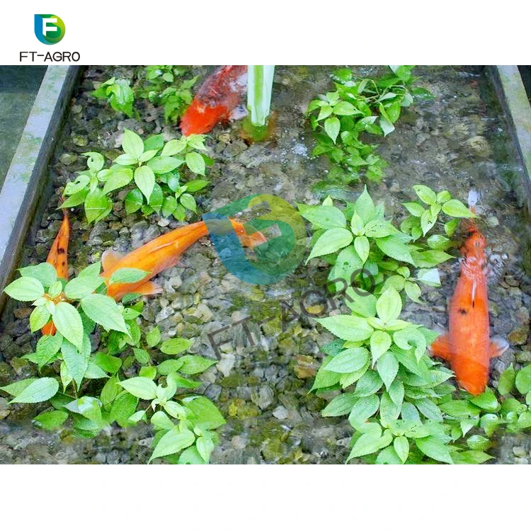 Fish and vegetable co-existing system aquaponics agricultural greenhouse