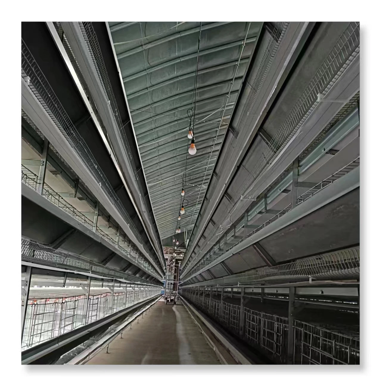 Hot Sale H  type Laying Hens  automatic  animal & poultry husbandry equipment cage for chickens