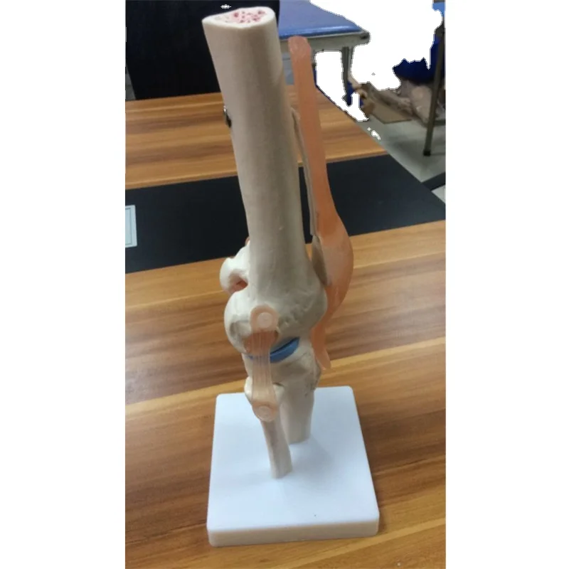 BIX-A1025 Life size human knee joint skeleton model