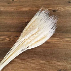 Wholesale Dried Wheat Sheaves wheat Stalks Natural Ear of Wheat Grain Flowers Dry Grass Bunch for Pampas grass Arrangements