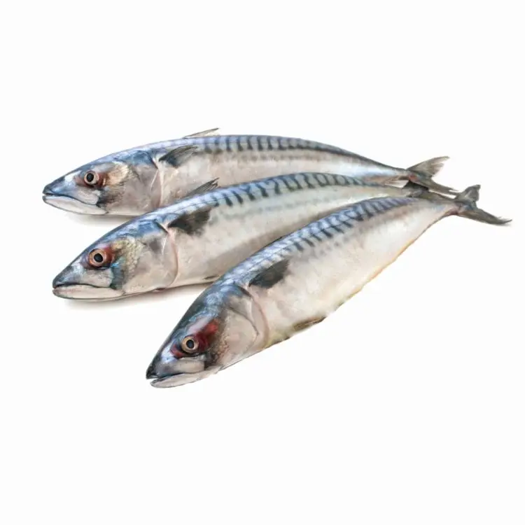 
High Quality Fast Delivery Supplier in Fujian China Frozen Pacific Mackerel Fish Whole Round 