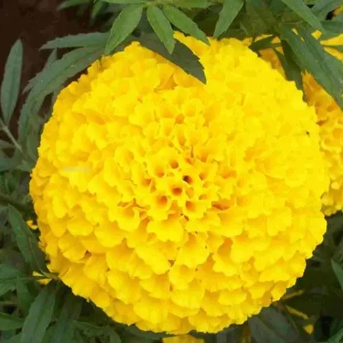 Factory Supply High quality Marigold Seeds for Birds Feeding