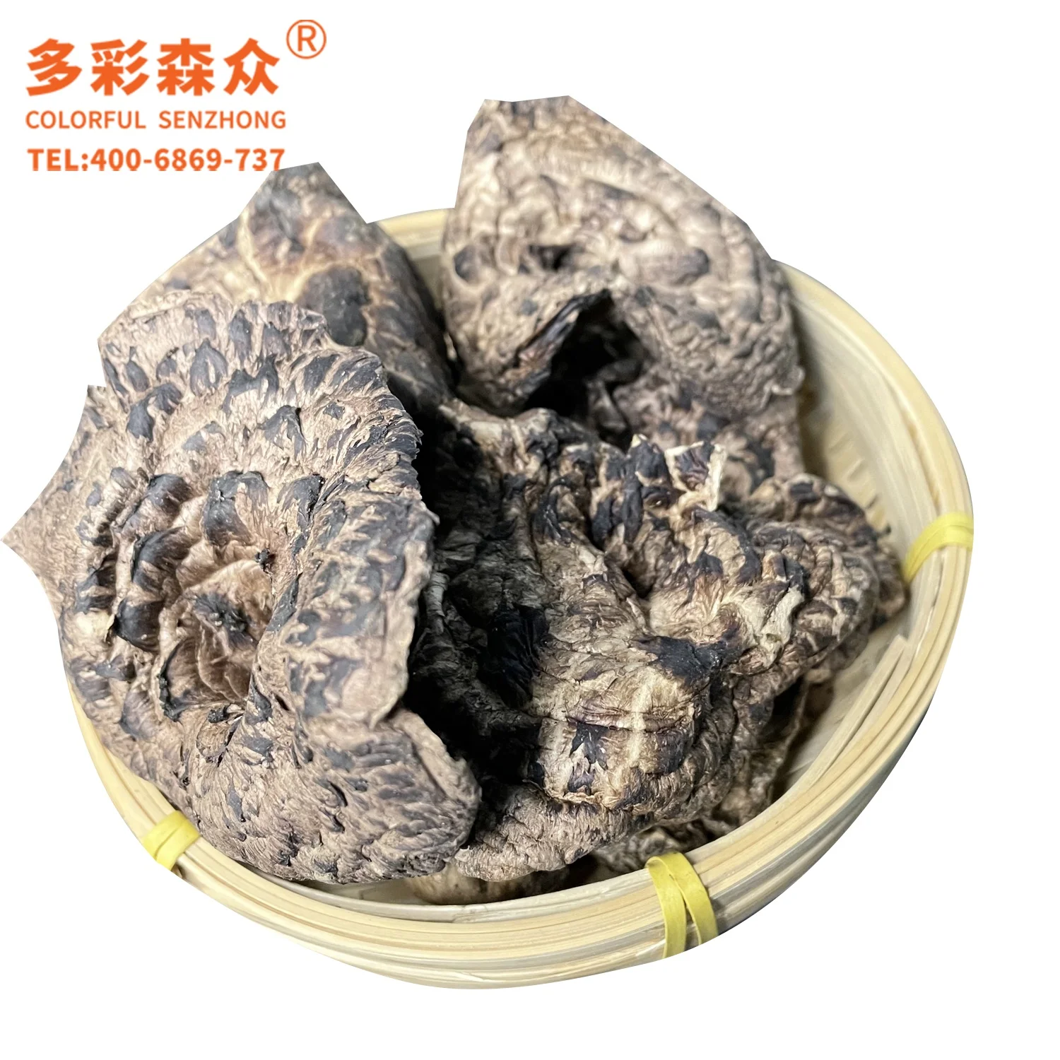 Zizyphus scaly botrytis Black Tiger Balm Mushroom Wild Mushrooms from Yunnan China