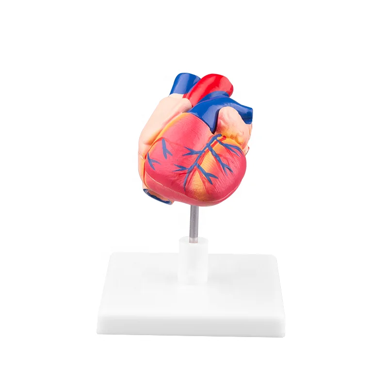 Life Size Anatomical Human Heart Medical Model