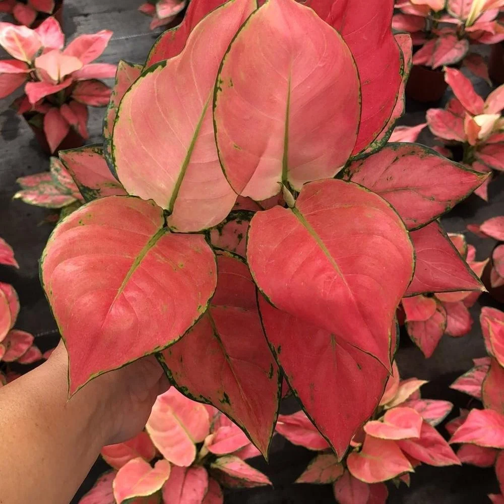 Зеленых растений Geely красный